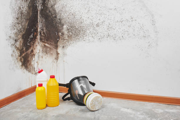 Best Toxic Mold Removal  in Boonville, NC