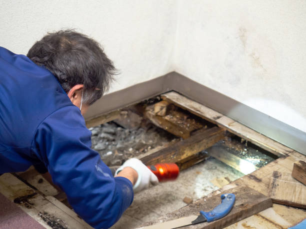 Best Mold Testing and Removal  in Boonville, NC