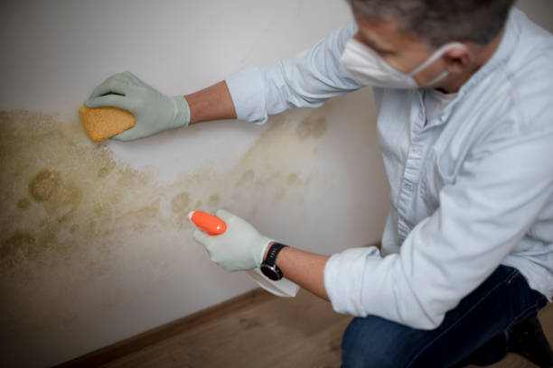 Best Crawl Space Mold Removal  in Boonville, NC