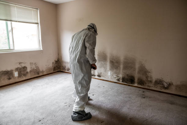 Best Emergency Mold Removal  in Boonville, NC
