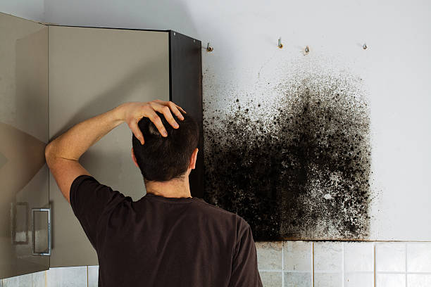Best Mold Damage Repair  in Boonville, NC