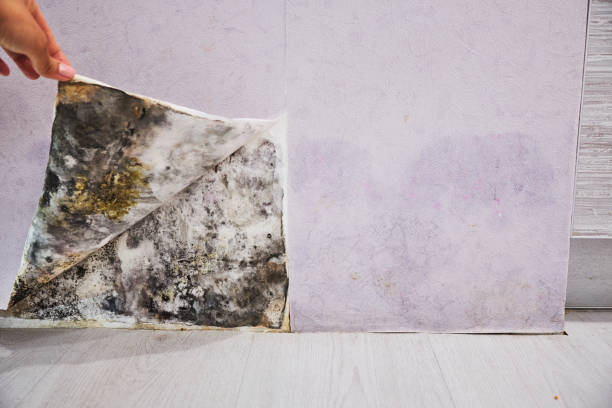 Best Mold Cleaning Services  in Boonville, NC